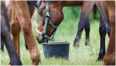 soin et entretien du cheval